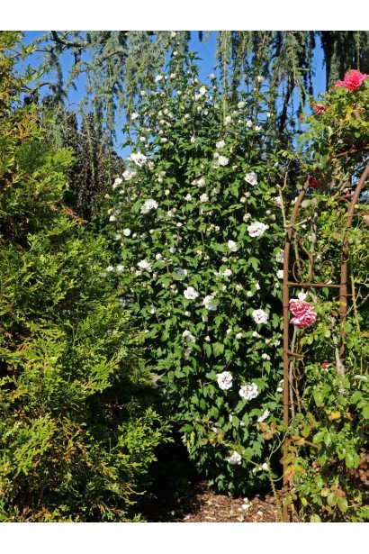 Hibiscus syriacus Speciosus 